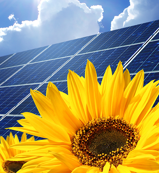 sunflower performance-garantie-25-ans